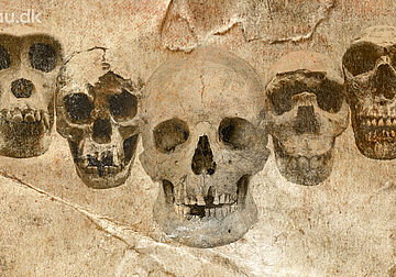 Billede af kranier